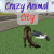 Crazy Animal City img